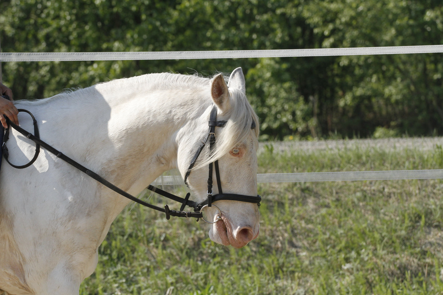 Equine Pain Finder