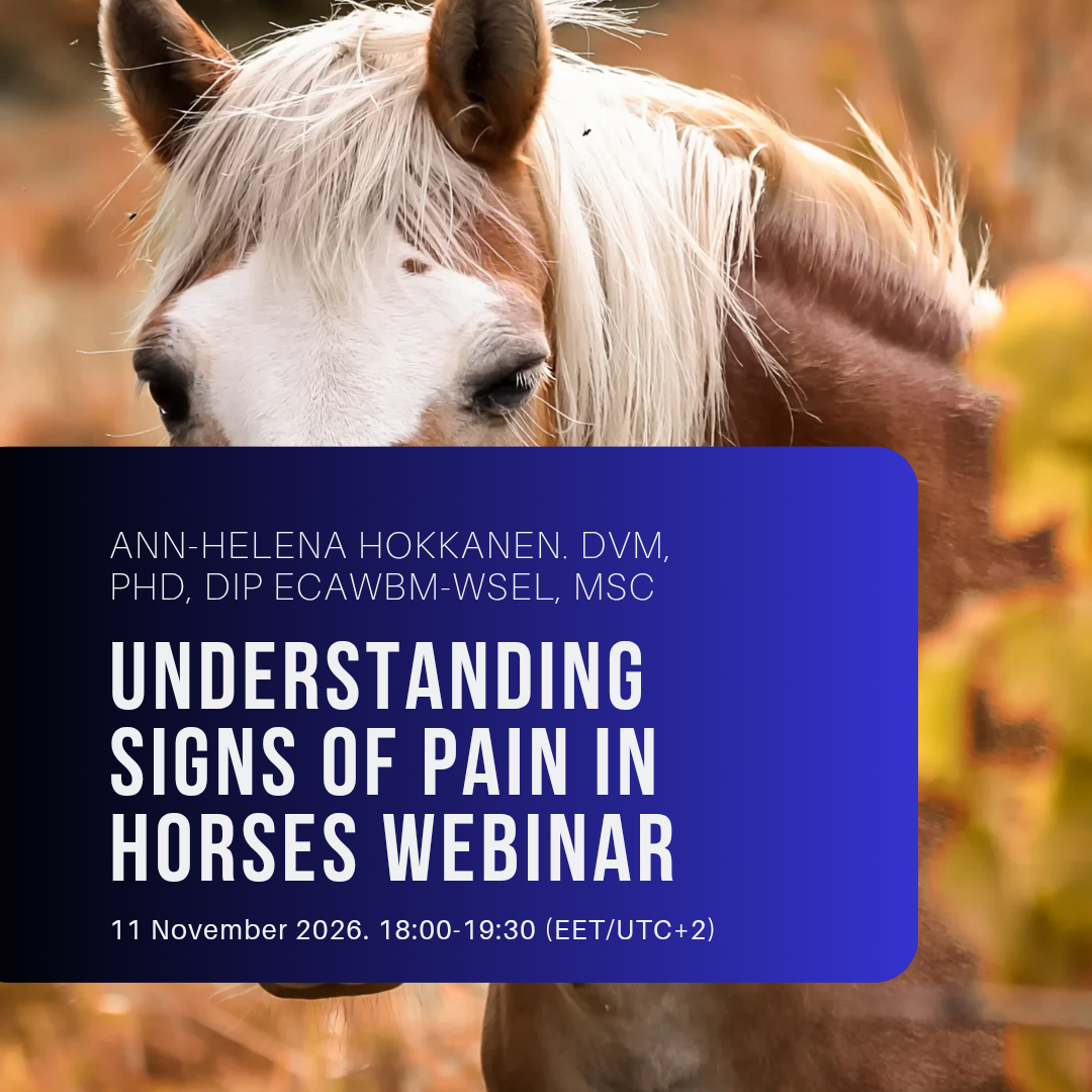 FI-haamu-Understanding signs of pain in horses